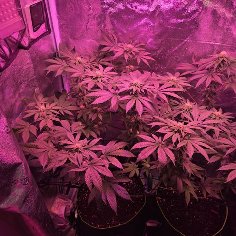 Girl Scout Cookies Extreme 🍪 10gal growlog timeline photo