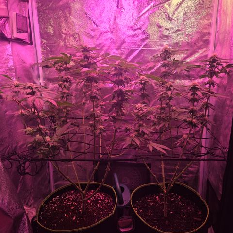 Girl Scout Cookies Extreme 🍪 10gal growlog timeline photo