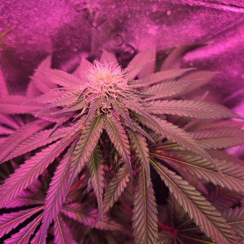 Gold Leaf 🎗 10 gal growlog timeline photo