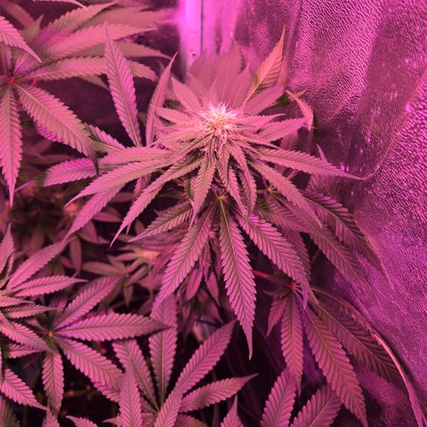 Gold Leaf 🎗 10 gal growlog timeline photo