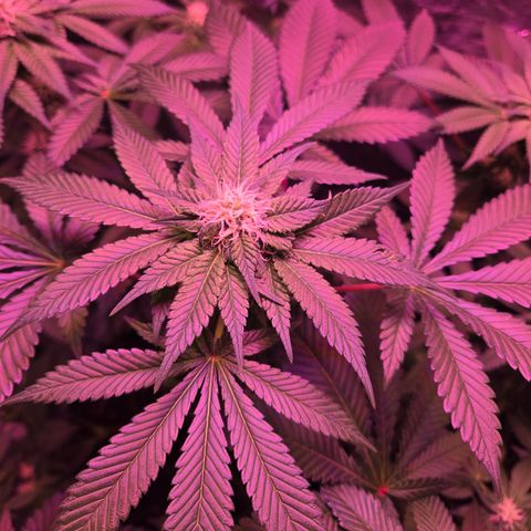 Girl Scout Cookies Extreme 🍪 10gal growlog timeline photo
