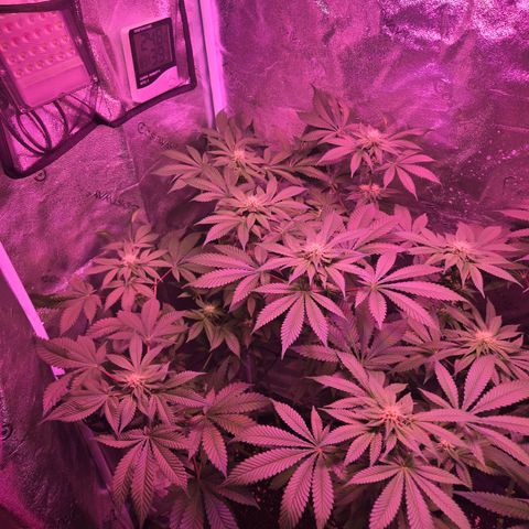 Girl Scout Cookies Extreme 🍪 10gal growlog timeline photo