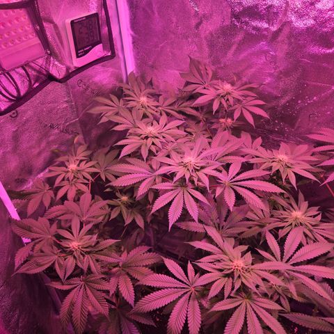 Girl Scout Cookies Extreme 🍪 10gal growlog timeline photo