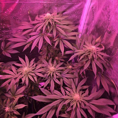 Gold Leaf 🎗 10 gal growlog timeline photo