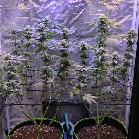 Girl Scout Cookies Extreme 🍪 10gal growlog timeline photo