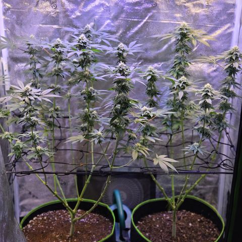 Gold Leaf 🎗 10 gal growlog timeline photo
