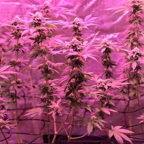 Gold Leaf 🎗 10 gal growlog timeline photo