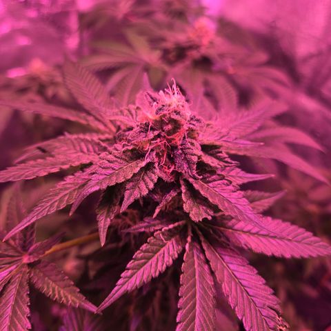 Girl Scout Cookies Extreme 🍪 10gal growlog timeline photo