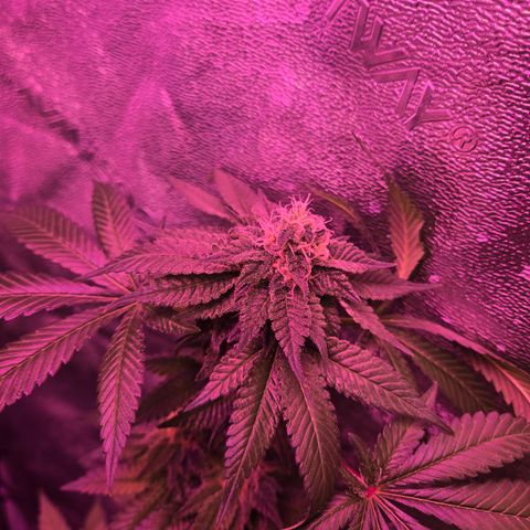 Girl Scout Cookies Extreme 🍪 10gal growlog timeline photo