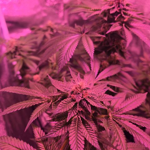Girl Scout Cookies Extreme 🍪 10gal growlog timeline photo
