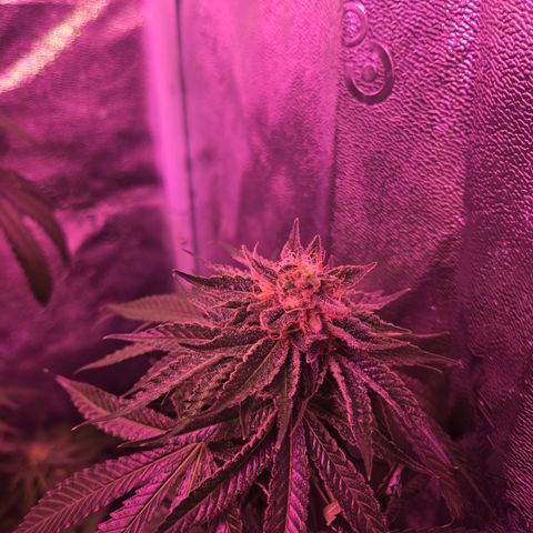 Gold Leaf 🎗 10 gal growlog timeline photo
