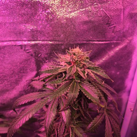 Gold Leaf 🎗 10 gal growlog timeline photo