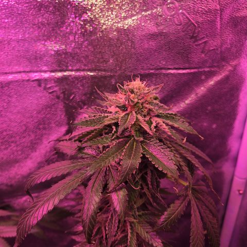 Gold Leaf 🎗 10 gal growlog timeline photo