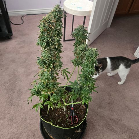 Gold Leaf 🎗 10 gal growlog timeline photo