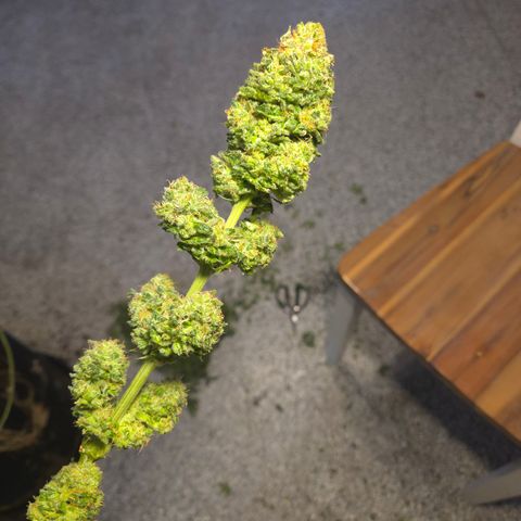 Gold Leaf 🎗 10 gal growlog timeline photo