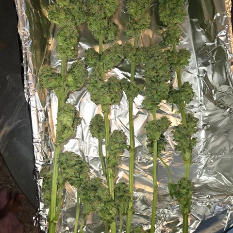 Gold Leaf 🎗 10 gal growlog timeline photo