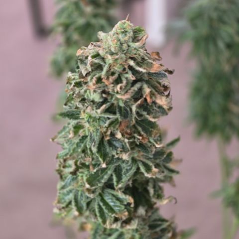 Gold Leaf 🎗 10 gal growlog timeline photo