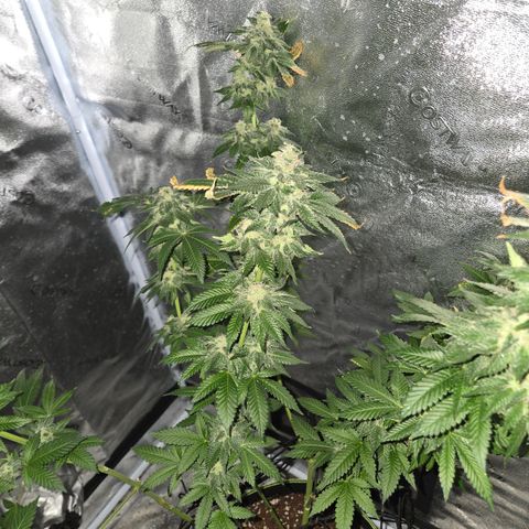 Girl Scout Cookies Extreme 🍪 10gal growlog timeline photo