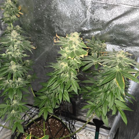 Girl Scout Cookies Extreme 🍪 10gal growlog timeline photo