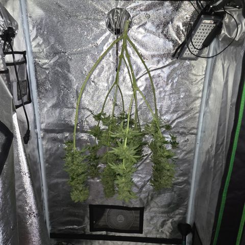 Girl Scout Cookies Extreme 🍪 10gal growlog timeline photo