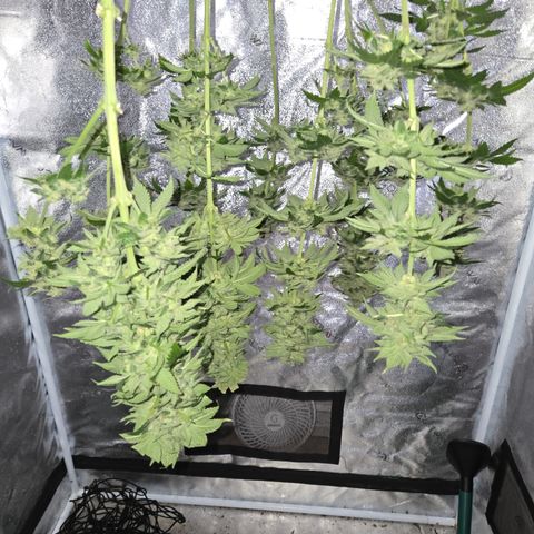 Girl Scout Cookies Extreme 🍪 10gal growlog timeline photo