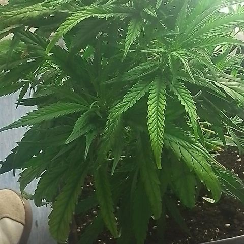Lemon Zkittles Dutch Passion 1 growlog timeline photo
