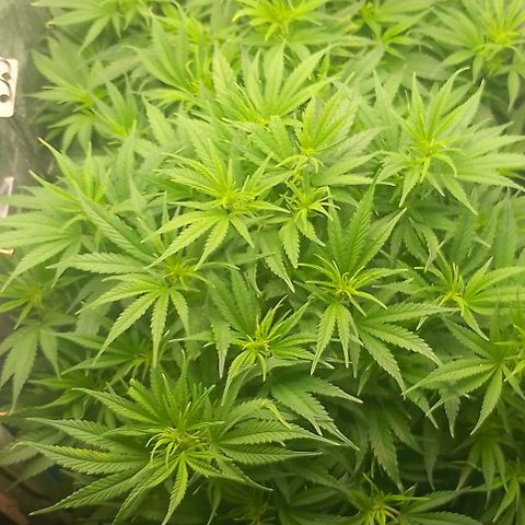 Lemon Zkittles Dutch Passion 1 growlog timeline photo
