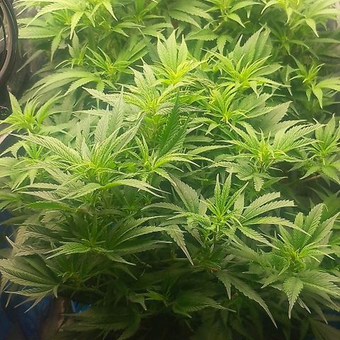Lemon Zkittles Dutch Passion 1 growlog timeline photo