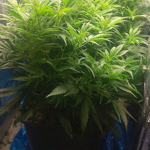 Lemon Zkittles Dutch Passion 1 growlog timeline photo
