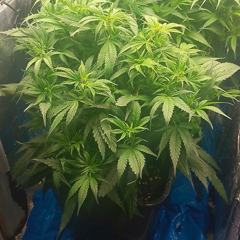 Lemon Zkittles Dutch Passion 1 growlog timeline photo