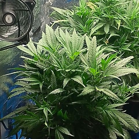 Lemon Zkittles Dutch Passion 1 growlog timeline photo