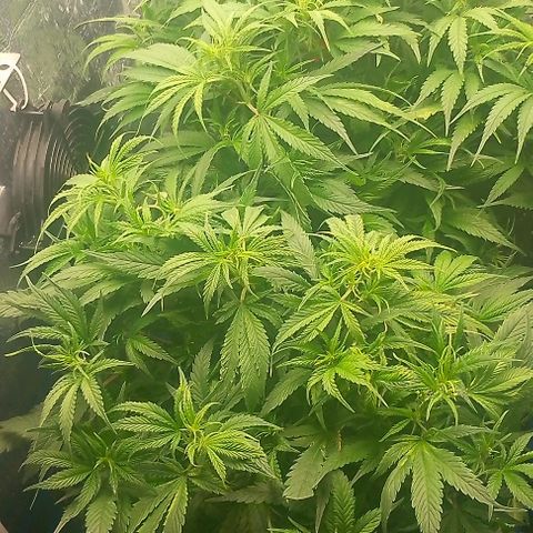 Lemon Zkittles Dutch Passion 1 growlog timeline photo