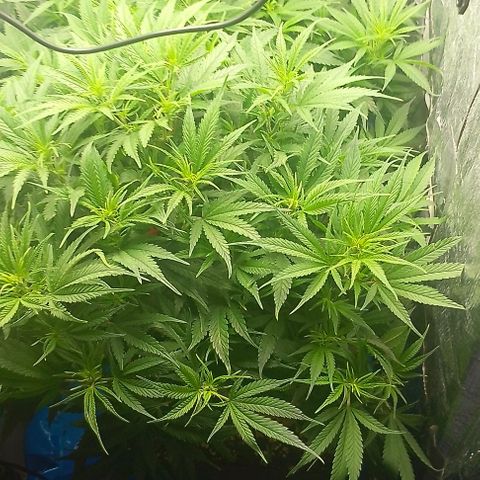 Lemon Zkittles Dutch Passion 1 growlog timeline photo