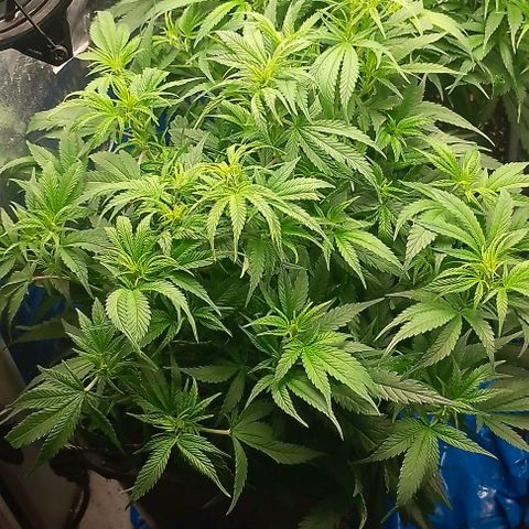 Lemon Zkittles Dutch Passion 1 growlog timeline photo