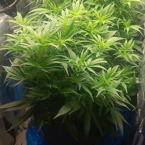 Lemon Zkittles Dutch Passion 1 growlog timeline photo