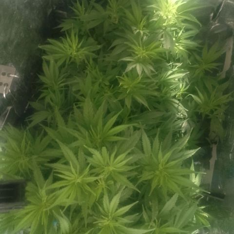 Lemon Zkittles Dutch Passion 1 growlog timeline photo