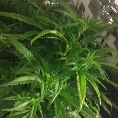 Lemon Zkittles Dutch Passion 1 growlog timeline photo