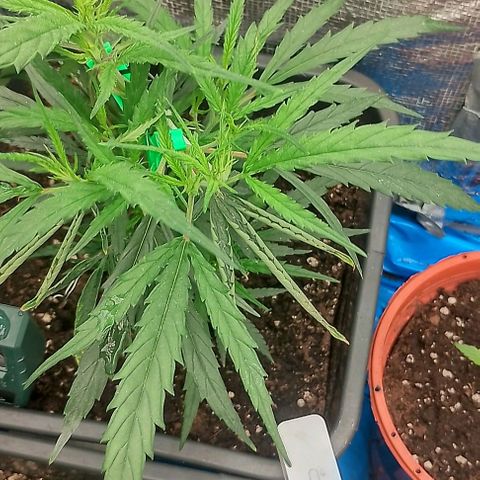 Lemon Zkittles Dutch Passion 1 growlog timeline photo