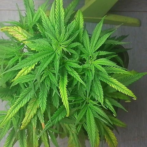 Lemon Zkittles Dutch Passion 1 growlog timeline photo