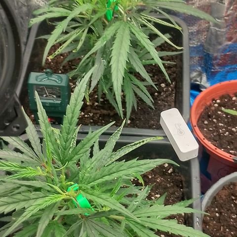 Lemon Zkittles Dutch Passion 1 growlog timeline photo