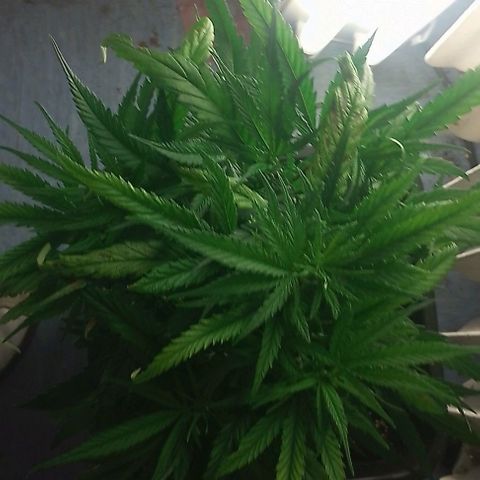 Lemon Zkittles Dutch Passion 1 growlog timeline photo