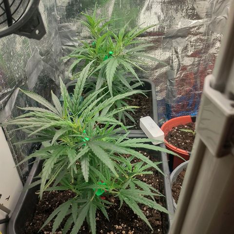 Lemon Zkittles Dutch Passion 1 growlog timeline photo
