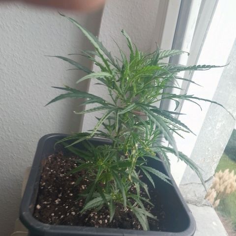 Lemon Zkittles Dutch Passion 1 growlog timeline photo