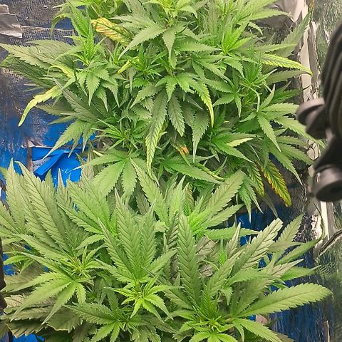 Lemon Zkittles Dutch Passion 1 growlog timeline photo