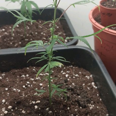 Lemon Zkittles Dutch Passion 1 growlog timeline photo