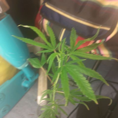 Lemon Zkittles Dutch Passion 1 growlog timeline photo