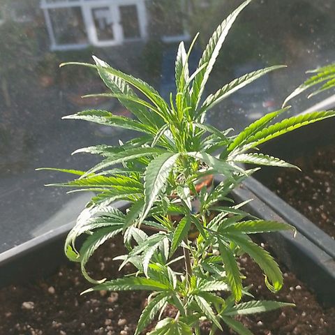 Lemon Zkittles Dutch Passion 1 growlog timeline photo