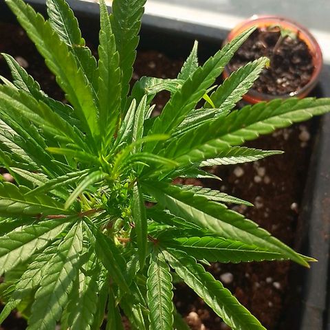 Lemon Zkittles Dutch Passion 1 growlog timeline photo