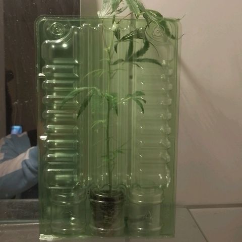 Lemon Zkittles Dutch Passion 1 growlog timeline photo