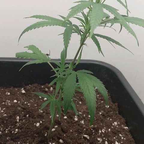 Lemon Zkittles Dutch Passion 1 growlog timeline photo